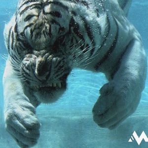 Meet your Posher, Jake